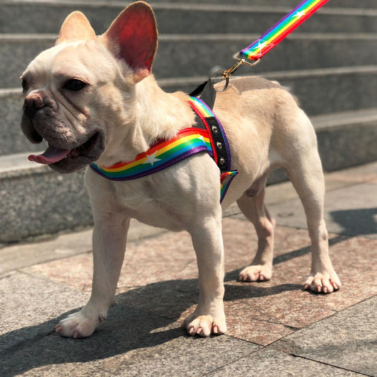 Цепной поводок Rainbow cool dog